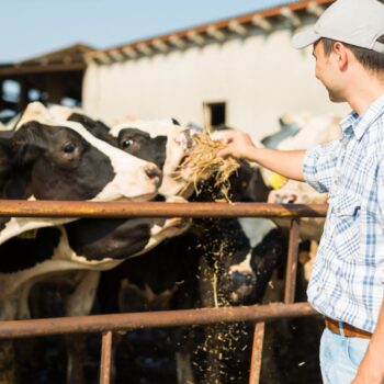 Les avantages de rejoindre une coopérative d'élevage